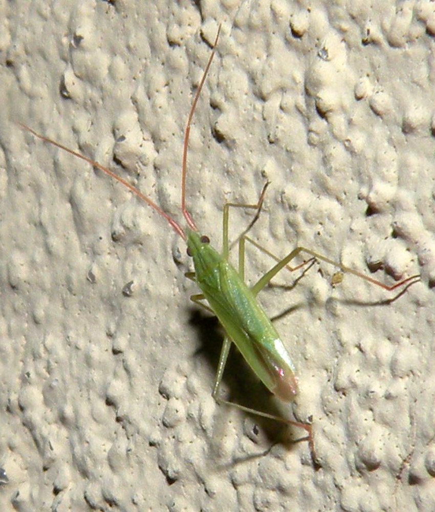 Trigonotylus forse ruficornis?